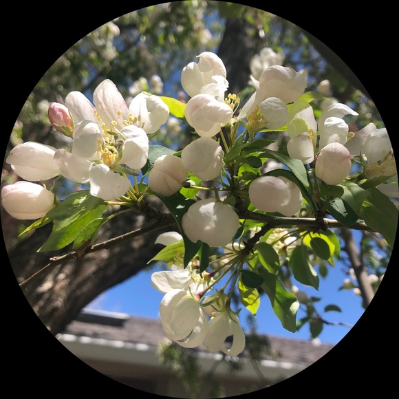 88magnolia